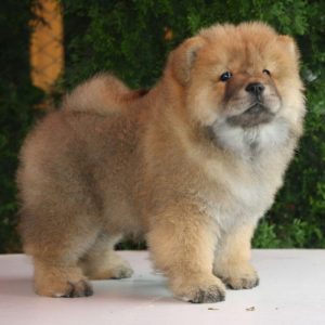 Wasyana Chow-Chow