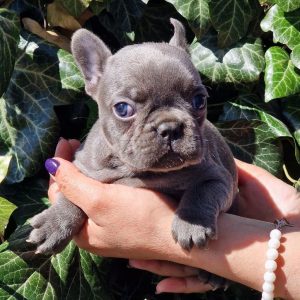 Whisma French Bulldog