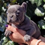 Eliza French Bulldog