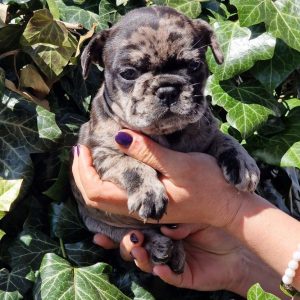 Wilbur