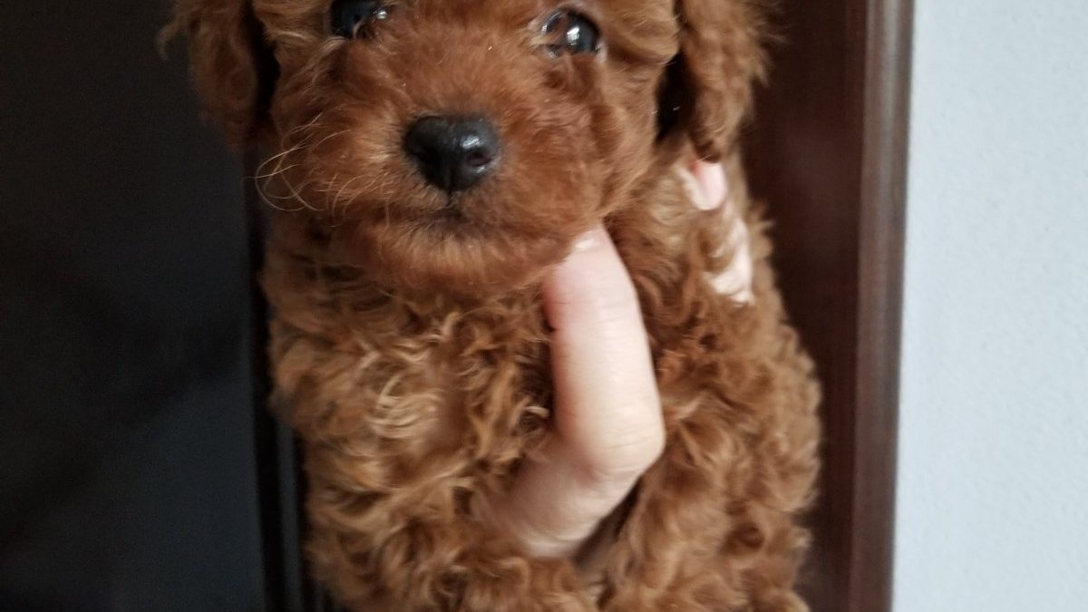 Mr.Z 1/6 Toy Poodle Dog Figure – Lana Time Shop
