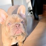 Makar French Bulldog
