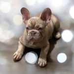 Wilsa-female-French-bulldog-puppy-for-sale-2