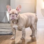 Wilsa-female-French-bulldog-puppy-for-sale-3