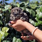 Wisteria-female-French-Bulldog-puppy-for-sale-1