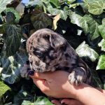 Wisteria-female-French-Bulldog-puppy-for-sale-2