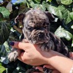 Whisma French Bulldog