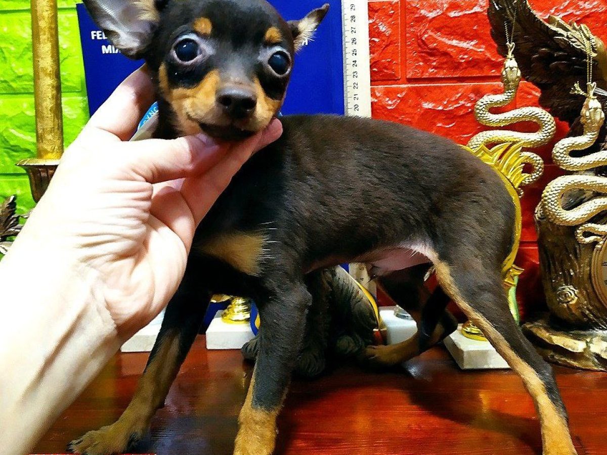 Miniature Pinscher Teacup Schnauzer Chihuahua Mix Puppies
