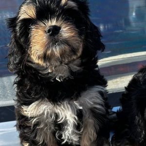 Xart Cavapoo