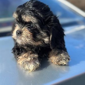 Xoll Cavapoo