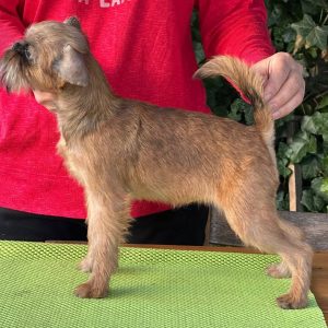 Yaki Da Brussels Griffon