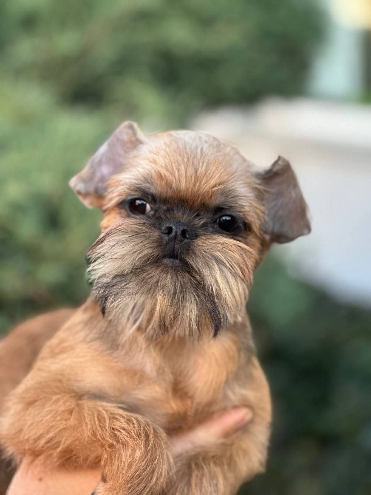 Brussels Griffons As Good As It Gets Dog Breed A Griffon Dog