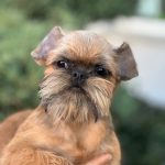 Yaki-Da-female-Brussels-Griffon-puppy-for-sale-2