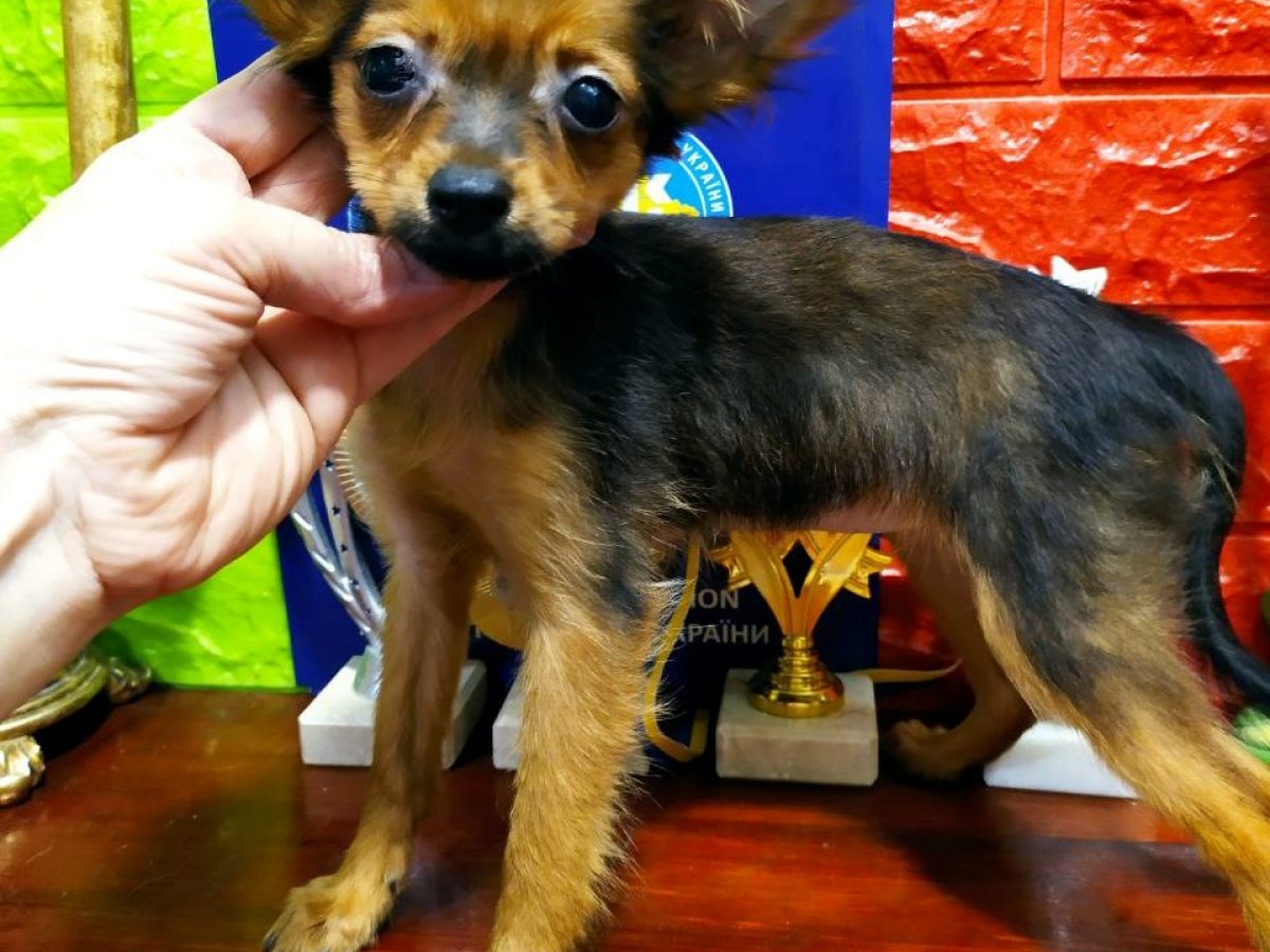 Haired Chihuahua Pug Beagle Chihuahua Mix Papillon Chiwawa And Pug