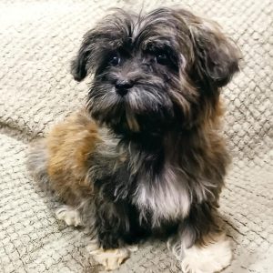 Rimona Havanese