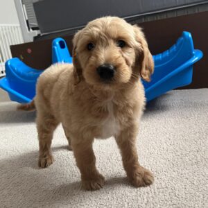 Abuzer (Milo)