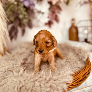 Adeliene Cockapoo
