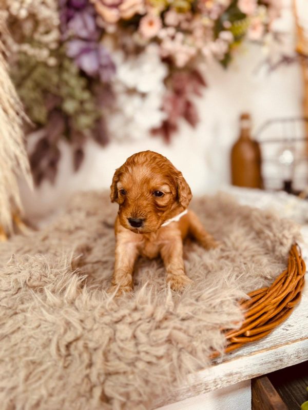 Adeliene Cockapoo