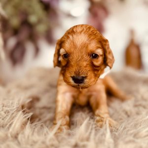 Adeliene Cockapoo