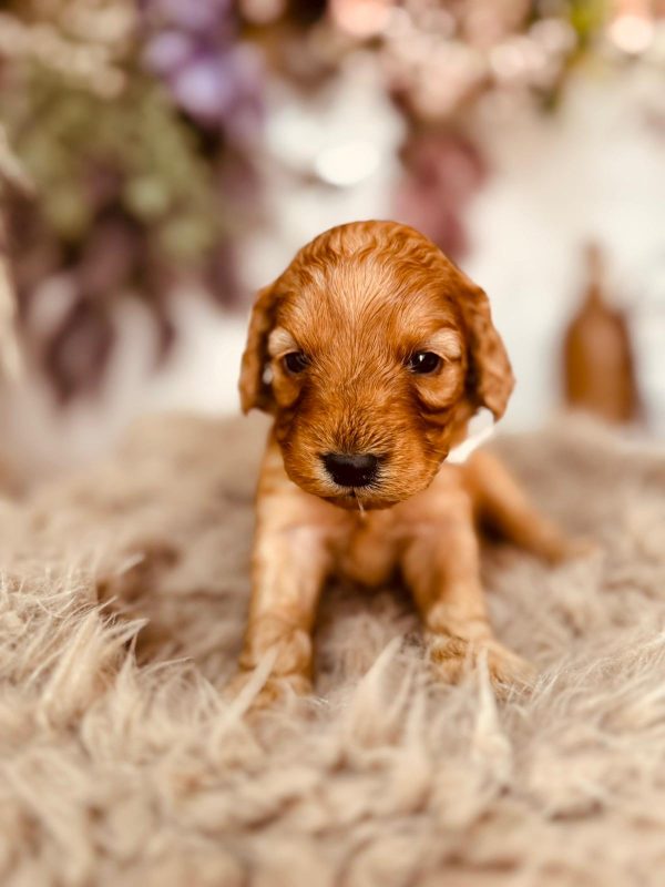 Adeliene Cockapoo