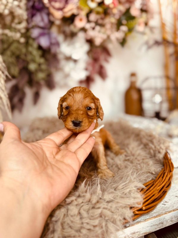 Adeliene Cockapoo
