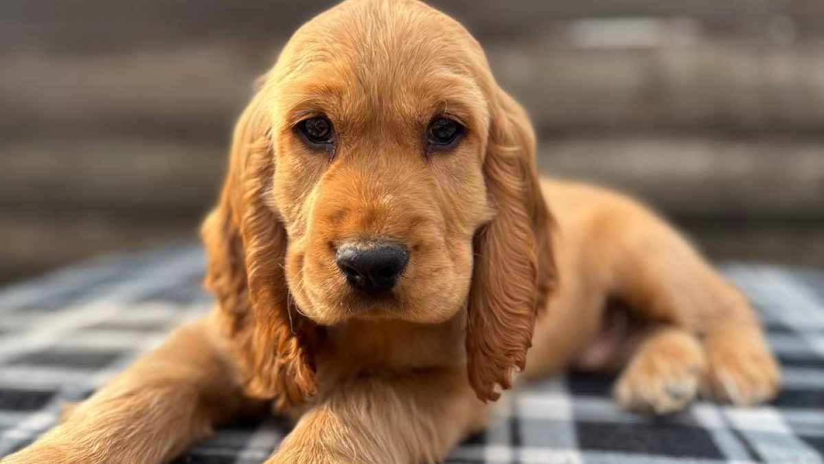 English Cocker Spaniel Rescue Near Me Cocker Spaniel Cavalier King