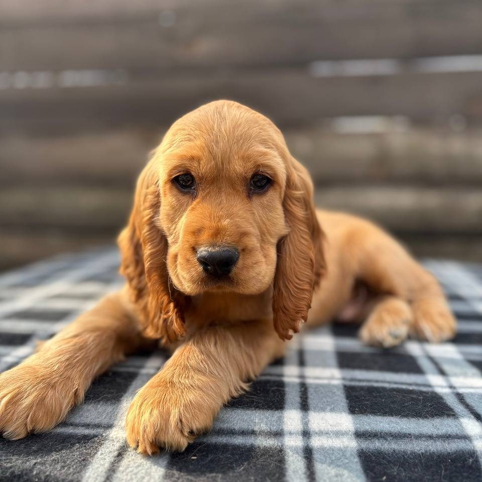 Spaniel Puppy Working Cocker Show Cocker Spaniel Breeds Black