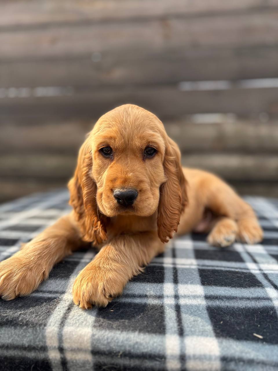 Hiii i'm looking for a chocolate english cocker spaniel :)!!! :  r/englishcockerspaniel, image size:960x1280