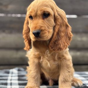 Albert English Cocker Spaniel