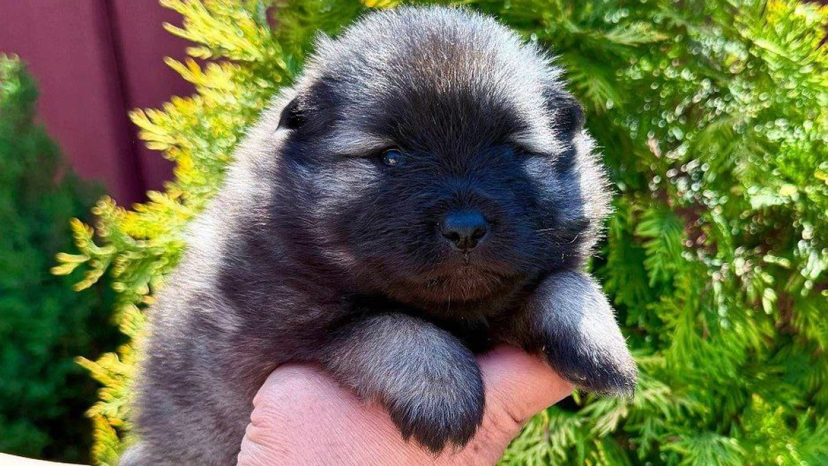 Keeshond Wolf Spitz Dogs and Puppies for sale