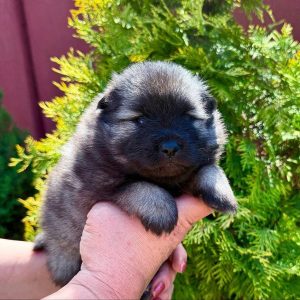 Alima Keeshond Wolf Spitz