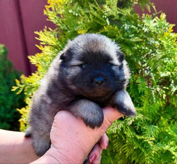 Alima Keeshond Wolf Spitz