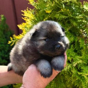 Amir Keeshond Wolf Spitz