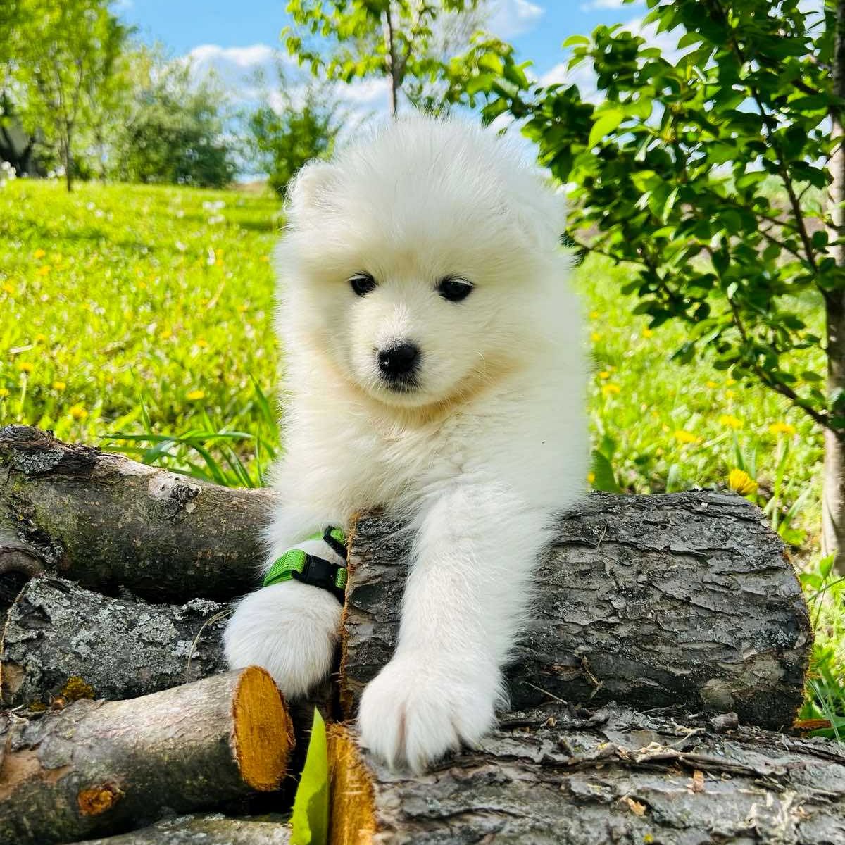 Samoyed Polar Bear Chow White Dog Looks Like Polar Bear White Bear