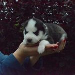 Aziza Siberian Husky