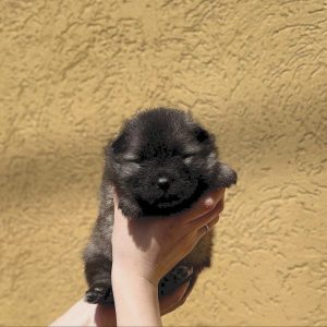 Angela Keeshond Wolf Spitz