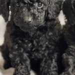 Anubis-male-toy-poodle-puppy-for-sale-1 (1)