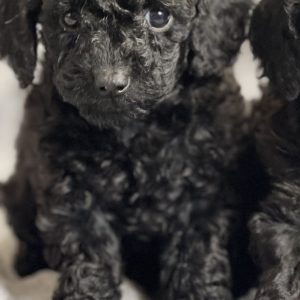 Anubis Toy Poodle