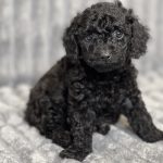 Anubis-male-toy-poodle-puppy-for-sale-1 (3)