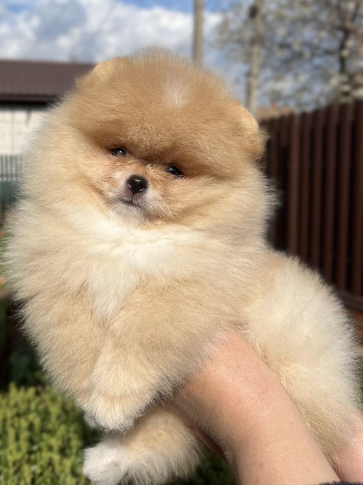 Finnish Spitz Adoption Spitz For Adoption Priceless White