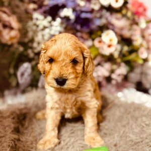 Archie