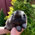 Aurica Keeshond Wolf Spitz
