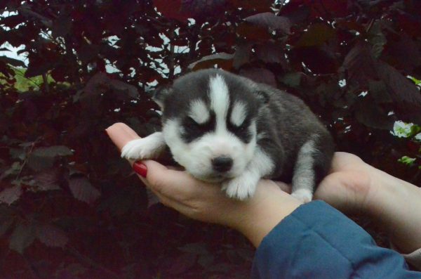 Arima Siberian Husky