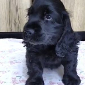 Naria English Cocker Spaniel