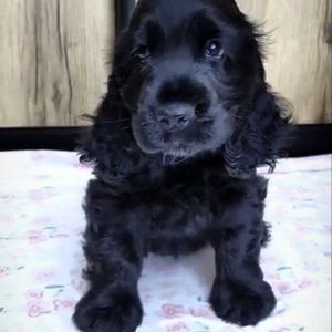Naria English Cocker Spaniel