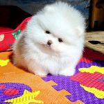 Arty-male-Pomeranian puppy-for-sale-1