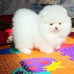 Arty-male-Pomeranian puppy-for-sale-2