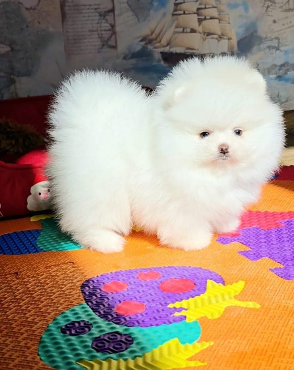 Arty Pomeranian