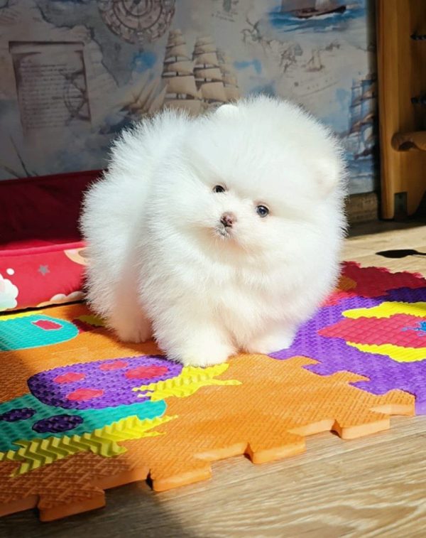 Arty Pomeranian