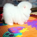 Arty-male-Pomeranian puppy-for-sale-4